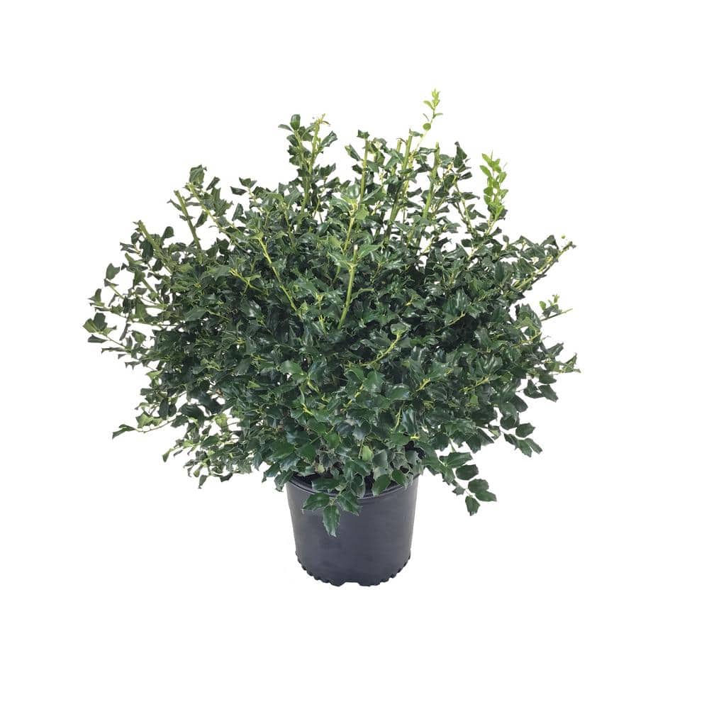 Holy (Ilex x meserveae) China Girl