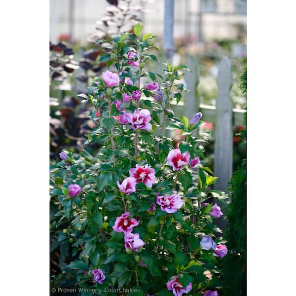 PROVEN WINNERS 1 Gal. Hibiscus Althea Lil Kim Violet Plant with Violet Blossoms in Grower pot