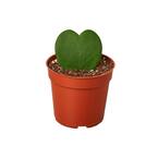 Sweetheart (Hoya) Plant in 4 in. Grower Pot