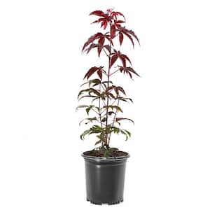 1 Gal. Japanese Red Maple Ornamental Deciduous Shade Tree