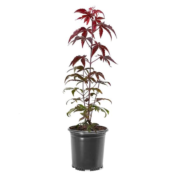 Unbranded 1 Gal. Japanese Red Maple Ornamental Deciduous Shade Tree