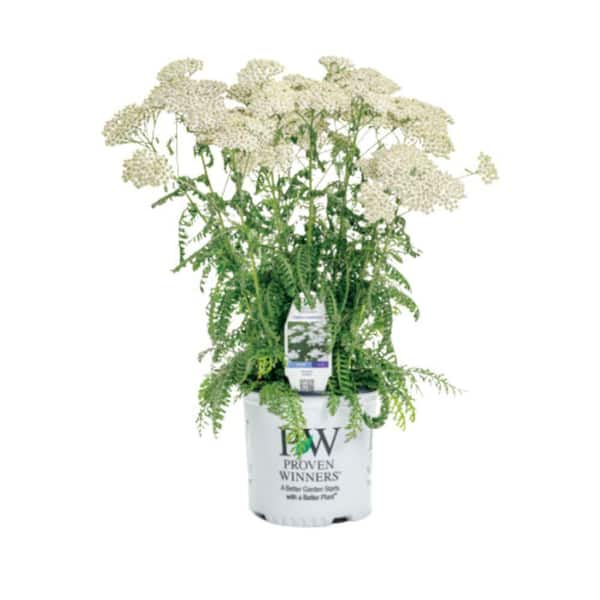 PROVEN WINNERS 1 Gal. Firefly Diamond Yarrow (Achillea) Live Plant, White Flowers