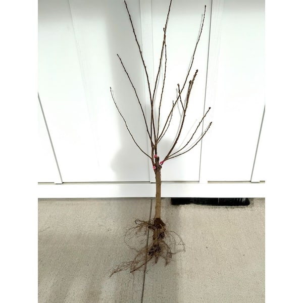 Online Orchards 4-in-1 Cherry Blossom Combo Tree with Four