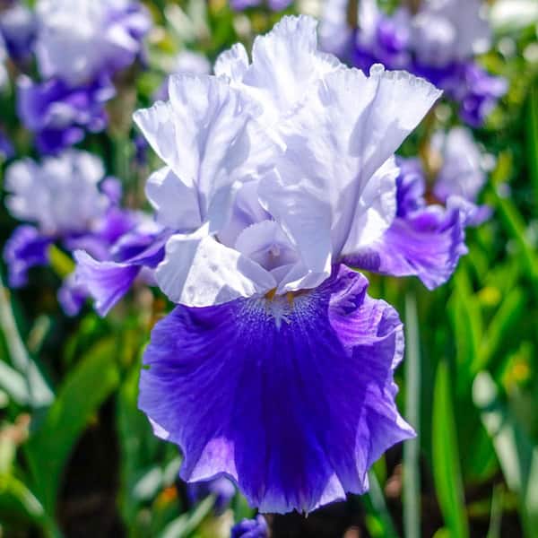 Spring Hill Nurseries Off The Shoulder Iris, Bare Root Perennial Plant Rhizome (1-Pack)