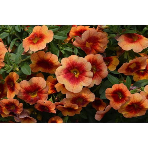 PROVEN WINNERS 1 Qt. Superbells Tangerine Punch Calibrachoa Plant