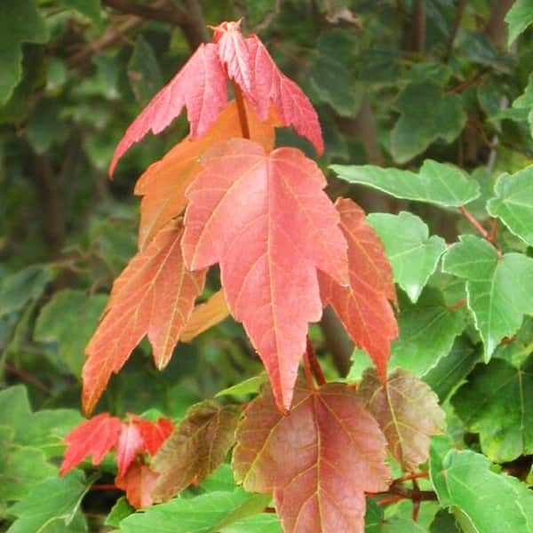 1 Gal. Summer Red Deciduous Maple Tree