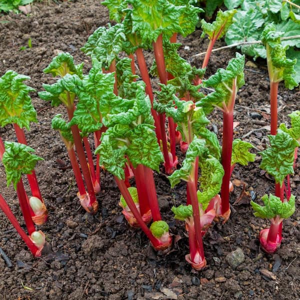 national PLANT NETWORK Bareroot Rhubarb Victoria Annual Plant (3-Pack)