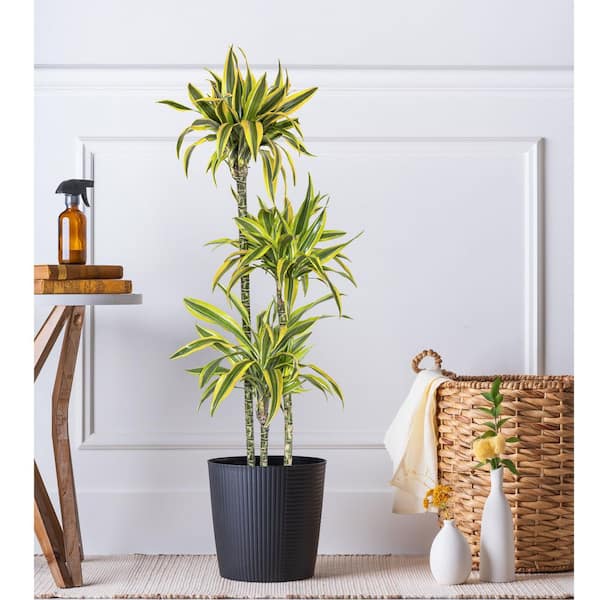 United Nursery 10 in. Dracaena Lemon Lime Plant in Grower Pot DRACLLIME10GP  - The Home Depot