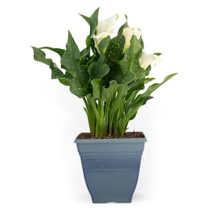 3.20 qt. Calla Lily Plant in 7.5 in. Deco Pot