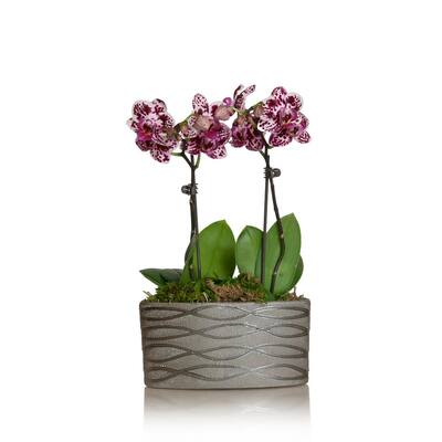 White with Purple Spots 4 in. Holiday Mini Orchid Duo Plant in Ceramic Pot (2-Stems)