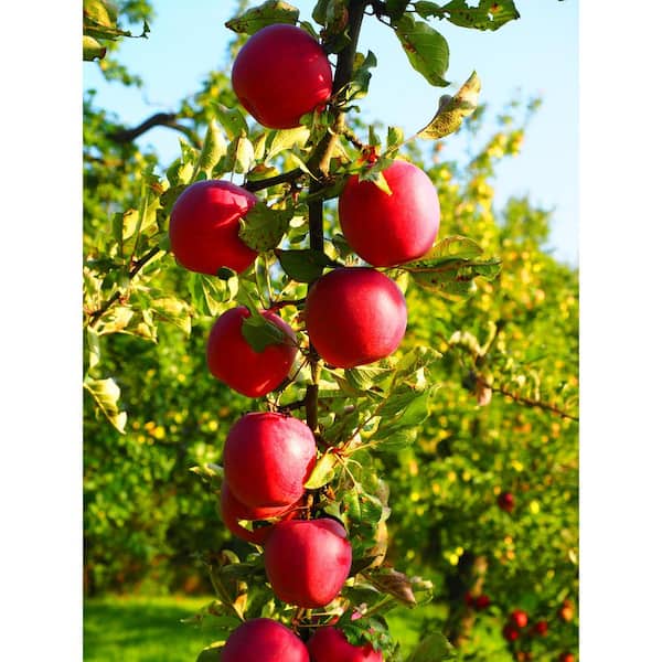 https://images.thdstatic.com/productImages/30d3e620-863c-49f3-a28b-73e92705eebb/svn/online-orchards-fruit-trees-ftap011-76_600.jpg