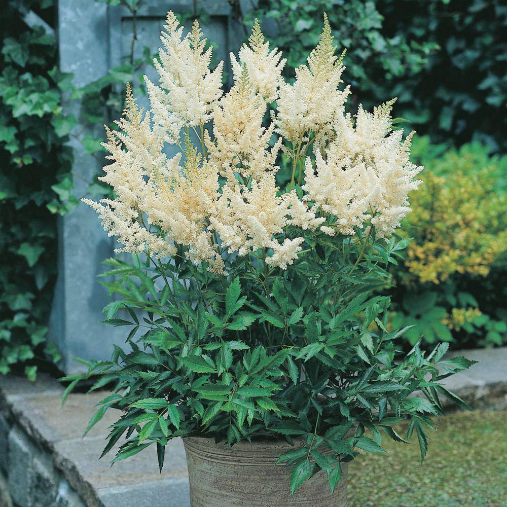 Astounding Multicolor Astilbe Perennial Plant Mixture, 3-Pack