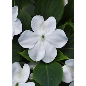 4.5 in. Beacon White Impatiens Outdoor Annual Plant with White Flowers