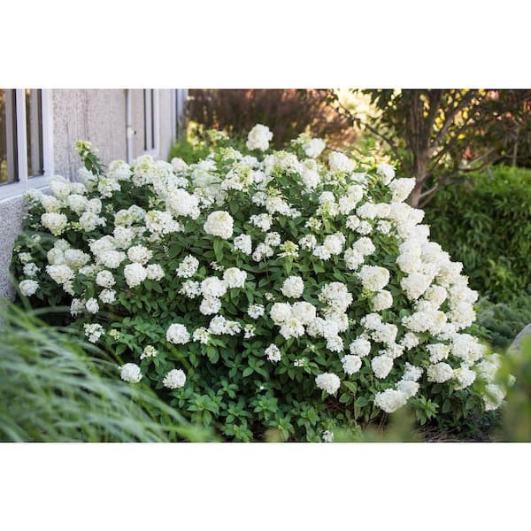 【Hydrangea】 Amazon.com : QAUZUY GARDEN 50 Premium Hydrangea Seeds White