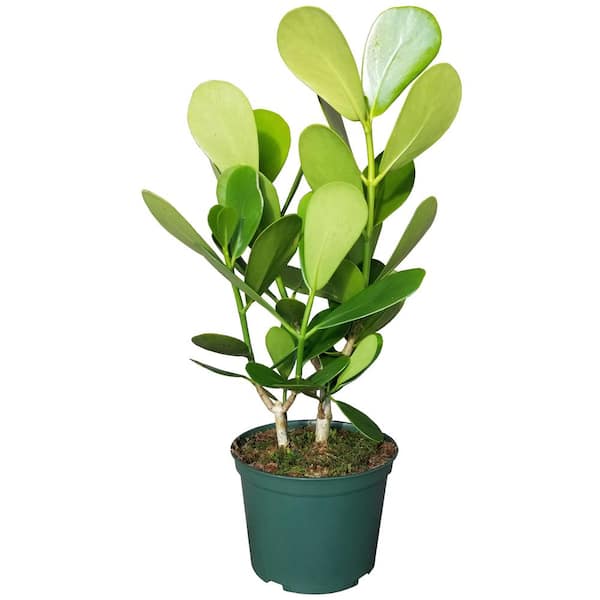 Autograph Plant in 6 in. Grower Pot Clusia006