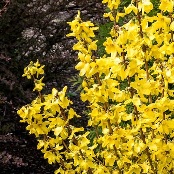 VAN ZYVERDEN Forsythia Magical Gold 4 in. Potted Rocketliners (Set of 1 Plant)
