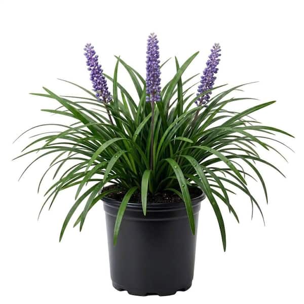 2.5 Qt. Big Blue Liriope Grass (Lily Turf) with Purple Flower Spikes