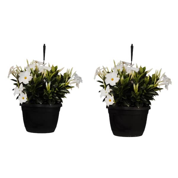 United Nursery Premium 10 in. Hanging Basket 18 in. to 22 in. Tall Mandevilla White Blooming Flower Live Outdoor Plant (2-Pack)