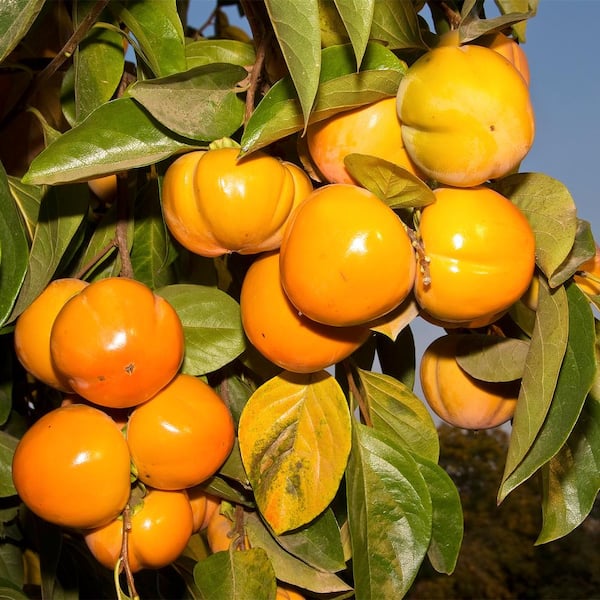 Gurney's Fuyu Gosho Persimmon Dormant Bare Root Standard Fruiting Starter Tree (1-Pack)
