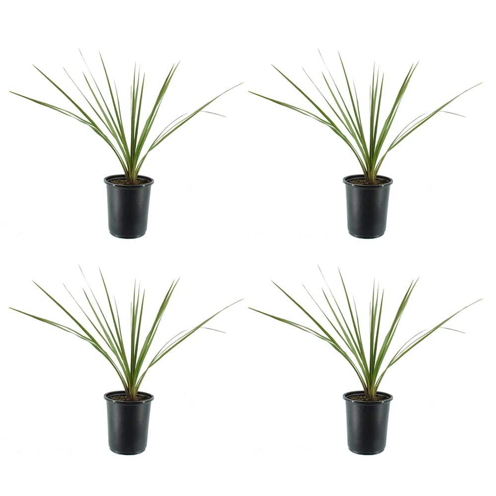 2.5 qt. Perennial Dracaena Indivisa (4-Pack)