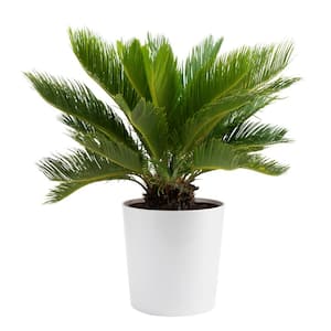 Sago Palm Indoor Plant in 10 in. Decor Planter, Avg. Shipping Height 2-3 ft. Tall