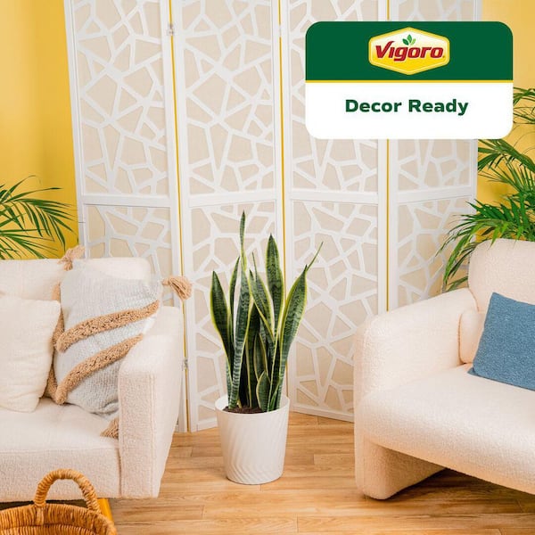 Grower's Choice Sansevieria Indoor Snake Plant in 10 in. Decor Pot, Average Shipping Height 1-2 ft. Tall