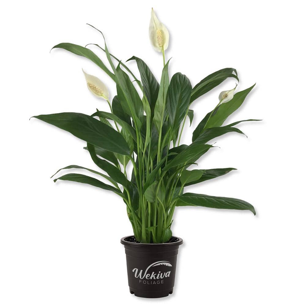 Wekiva Foliage Spathiphyllum Peace Lily - Live Starter Plant in 4