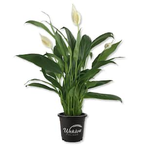 Spathiphyllum Peace Lily - Live Starter Plant in 4 in. Pot - Spathiphyllum - Elegant Low Maintenance Indoor Houseplant