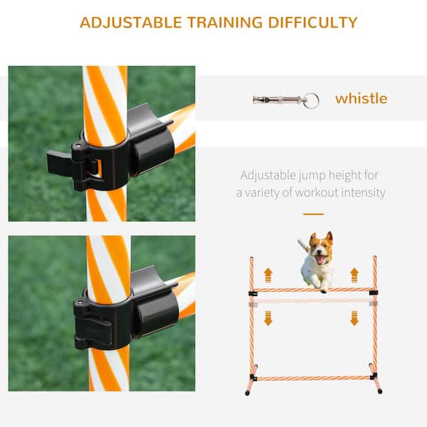 Dog Exercise Equipment To Keep Your Pup Active At Home - DodoWell