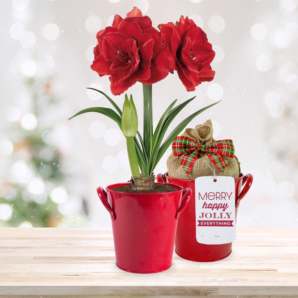 Garden State Bulb 26/28cm Red Double Amaryllis Bulb Gift Kit with Red ...