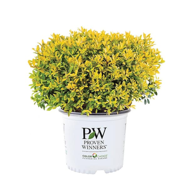 2 Gal. Glow Pop Holly Shrub