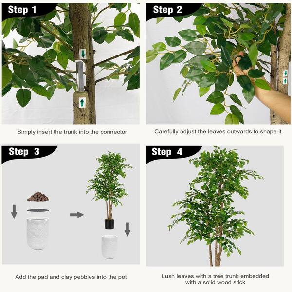 Ficus Microcarpa in Decorative Bowl with Stones