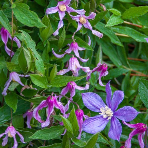 Spring Hill Nurseries Hanajima Clematis Vine Dormant Bare Root ...