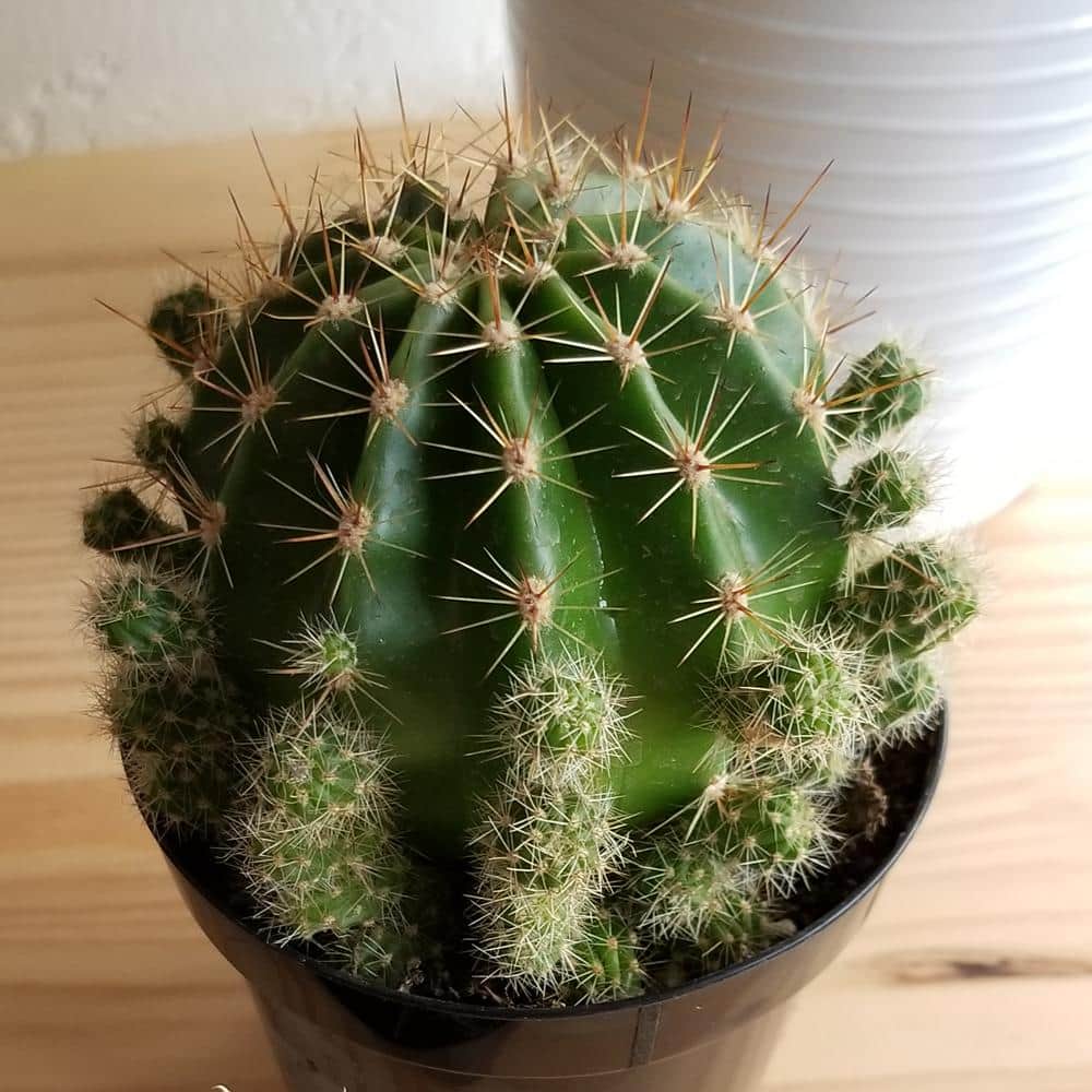 Vibrant Trio 7" Multicolor Cactus Succulent Collection in Plastic Pots
