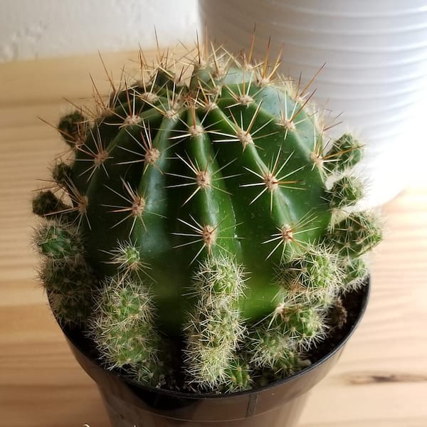 T-ポイント5倍 HABITAT POT VALIEM COOL CACTUS バリエム - 園芸用品