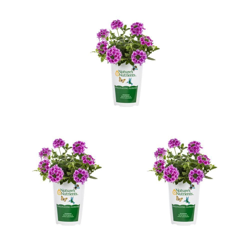 Vigoro 2 qt. Verbena Endurascape Pink Perennial Plant (3-Pack) 78532 ...