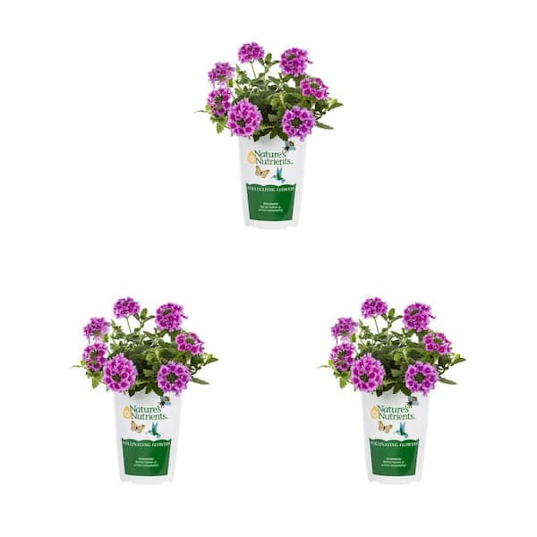 Vigoro 2 qt. Verbena Endurascape Pink Perennial Plant (3-Pack) 78532 ...