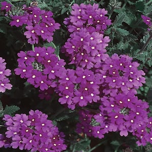 2.5 Qt. EnduraScape Purple (Verbena) Vervain Plant