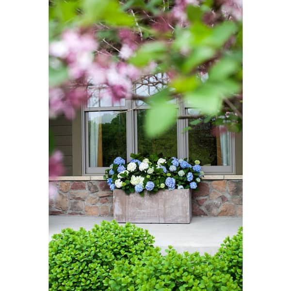 Endless Summer 1.0 Gal. The Original Hydrangea Perennial