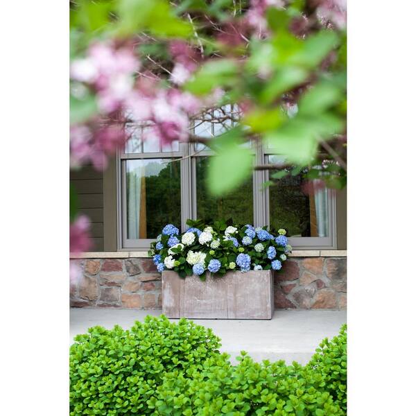 Endless Summer 1.0 Gal. The Original Hydrangea Perennial
