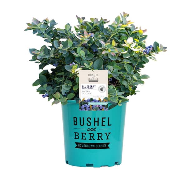 2 Gal. Bushel and Berry Silver Dollar Blueberry Live Plant with Sweet, Pineapple Flavored Berries