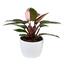 https://images.thdstatic.com/productImages/3101d41b-81cb-4cd7-916c-97a52473c23e/svn/costa-farms-house-plants-m-ppp-p-wht-01-64_65.jpg