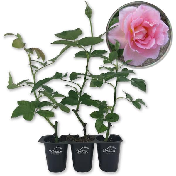 Wekiva Foliage Tiffany Rose Bush-3 Live Starter Plant in a 2 in. Pot-Beautifully Fragrant Heirloom Rose from Florida