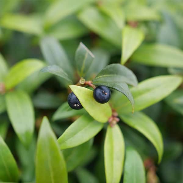 PROVEN WINNERS 2 Gal. Sweet and Low Sweet Box Shrub 18336