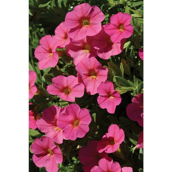 Pure Beauty Farms 4.73L. Petunia Limbo Gp Pink Moon Flower 10 in. Hanging Basket