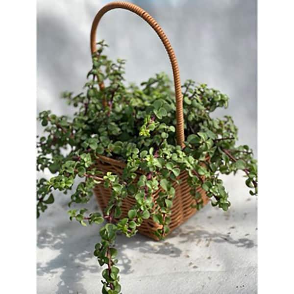 Sudzendf 5.3 in. Portulacaria afra Succulent, With Light Pink Flowers