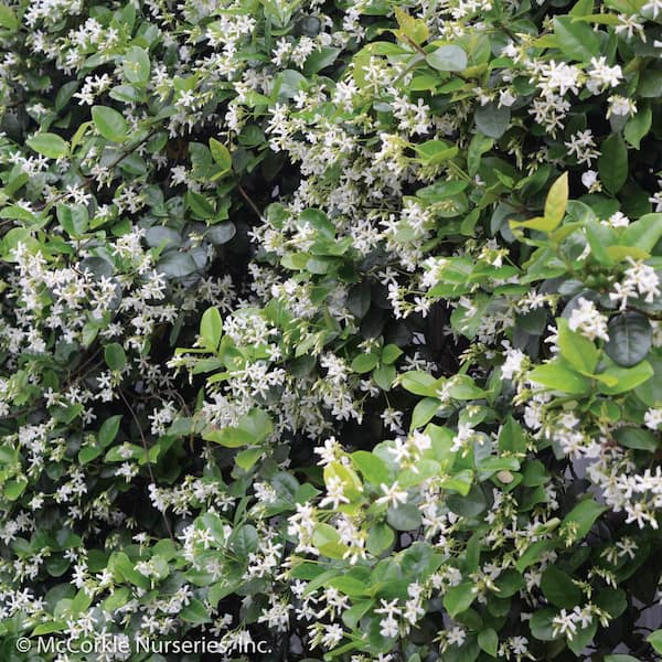 Vigoro 2 Gal Madison Jasmine (Star Jasmine) Live Vine Plant with