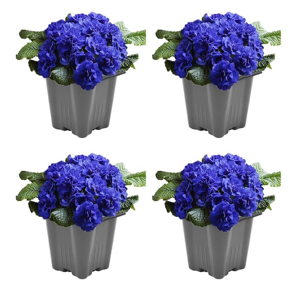 Unbranded Perennial Primrose Belarina Purple 1.0 qt. (4-Pack)