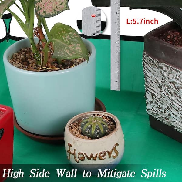 lucky bamboo plant with pot Dracaena