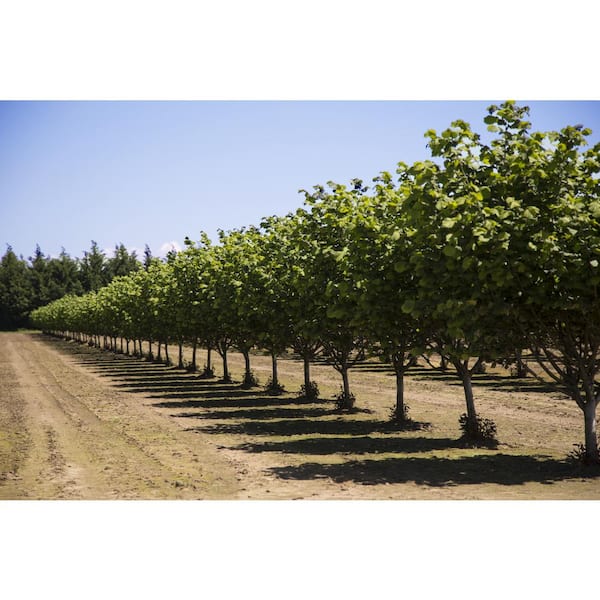 Yamhill Hazelnut Tree Bare Root